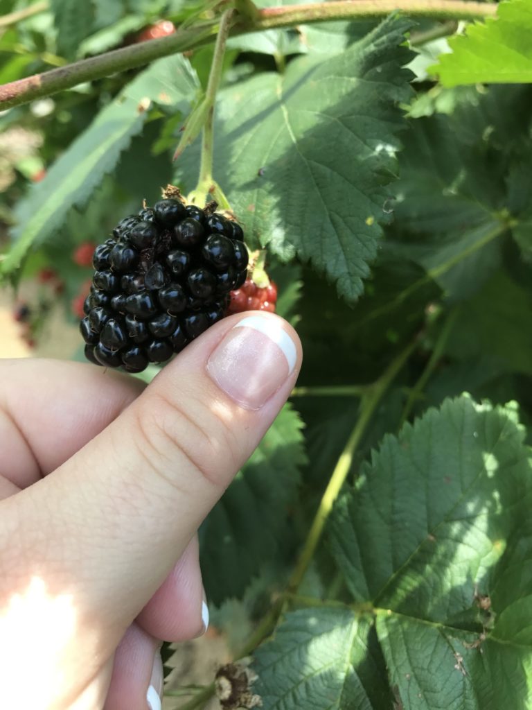 Ripe blackberry being picked